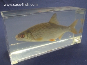 Foto Galerie/Cypriniformes/Cyprinidae/Rutilus rutilus/Rutilus rutilus_02_S.jpg